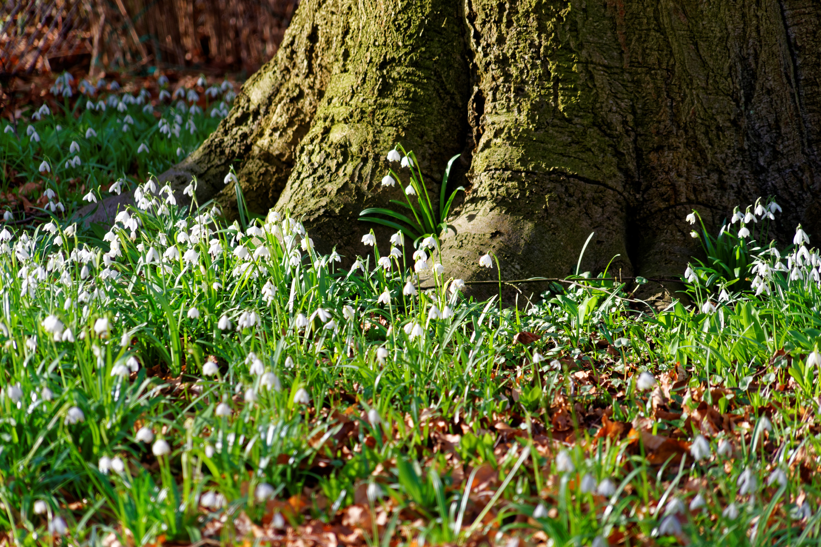 der alte Baum umringt von Blüten