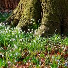 der alte Baum umringt von Blüten