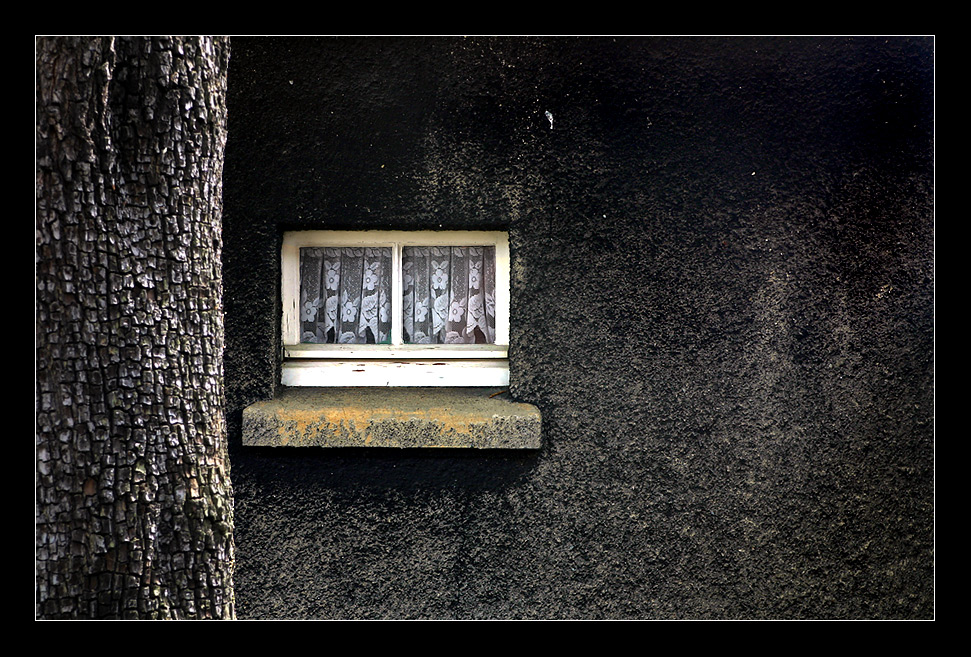 ...der alte Baum und das Fenster...