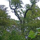 Der alte Baum und das Käuzchen