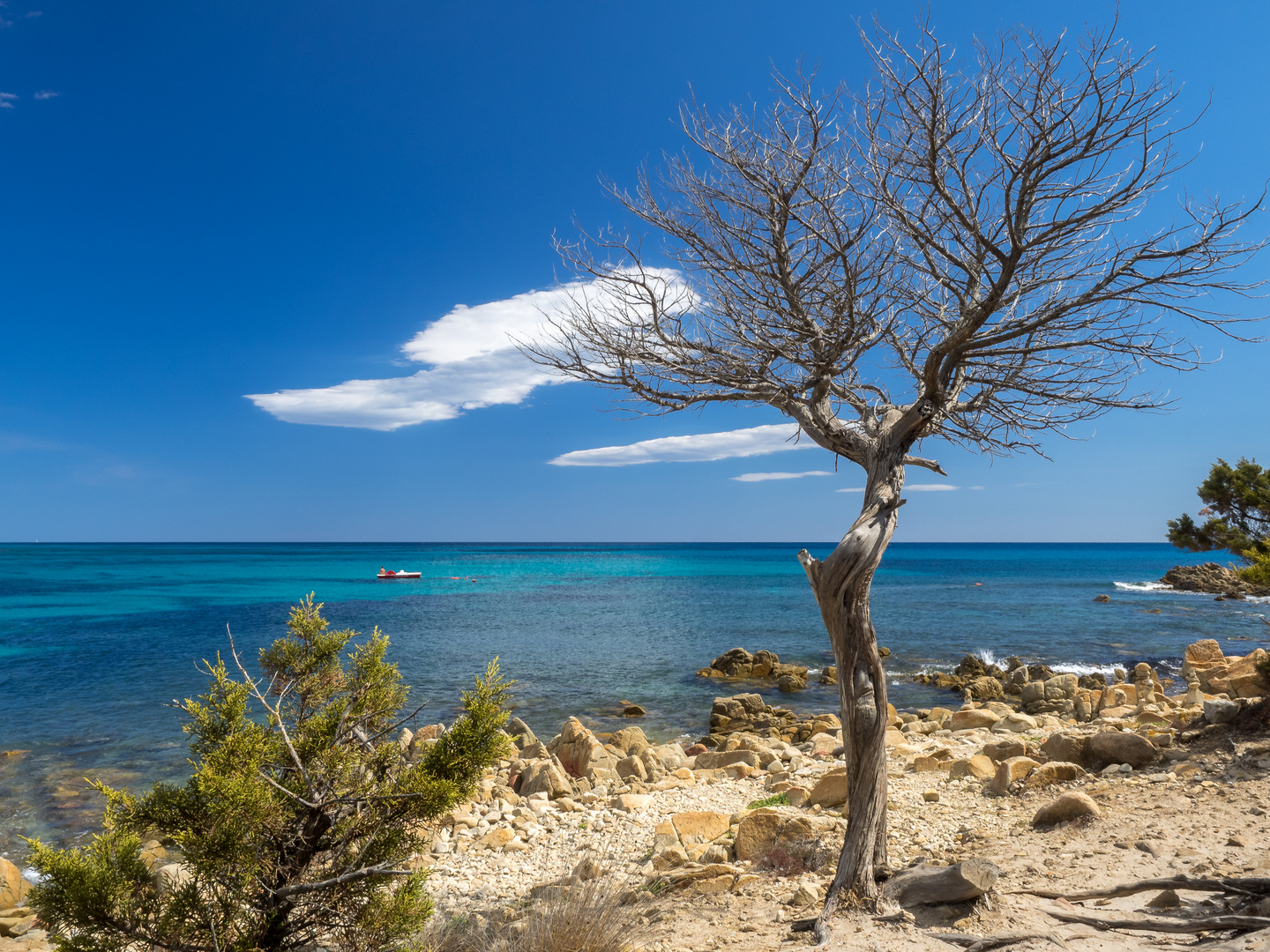 Der alte Baum und das Meer