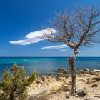 Der alte Baum und das Meer