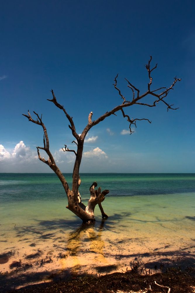 Der alte Baum und das Meer