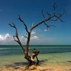 Der alte Baum und das Meer