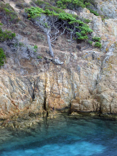 der alte Baum und das Meer