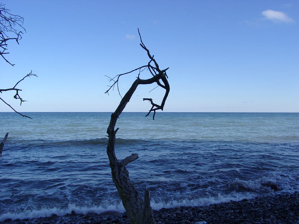 Der alte Baum und das Meer...