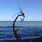 Der alte Baum und das Meer...