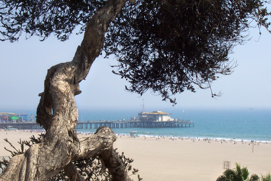 Der alte Baum und das Meer