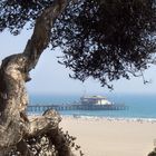 Der alte Baum und das Meer