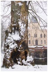 Der alte Baum und das Schloss