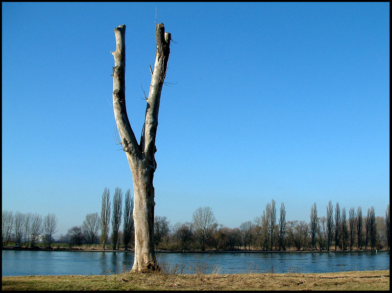 Der alte Baum und der Fluss