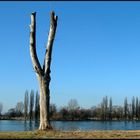 Der alte Baum und der Fluss