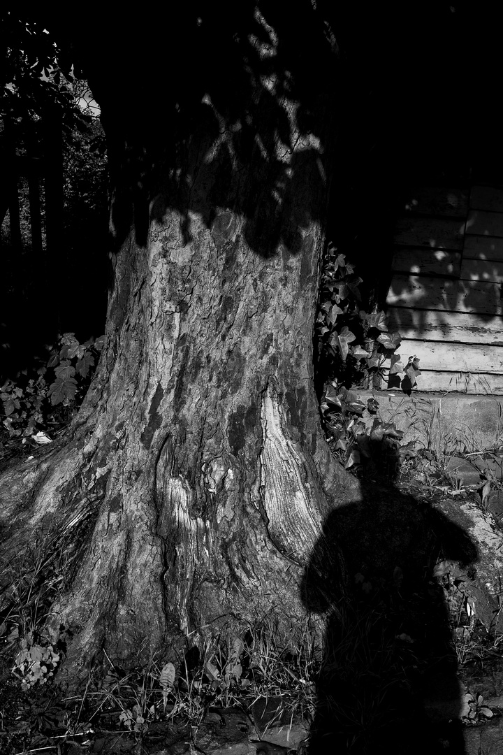 Der alte Baum und der Fotograf