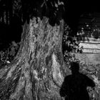 Der alte Baum und der Fotograf