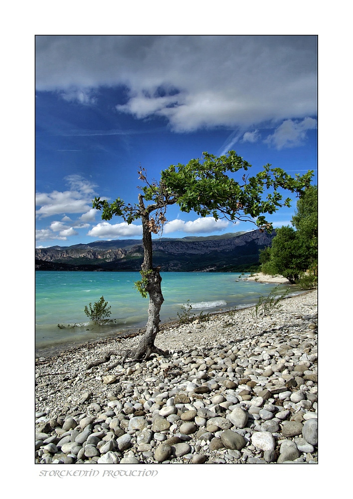 Der alte Baum und der See