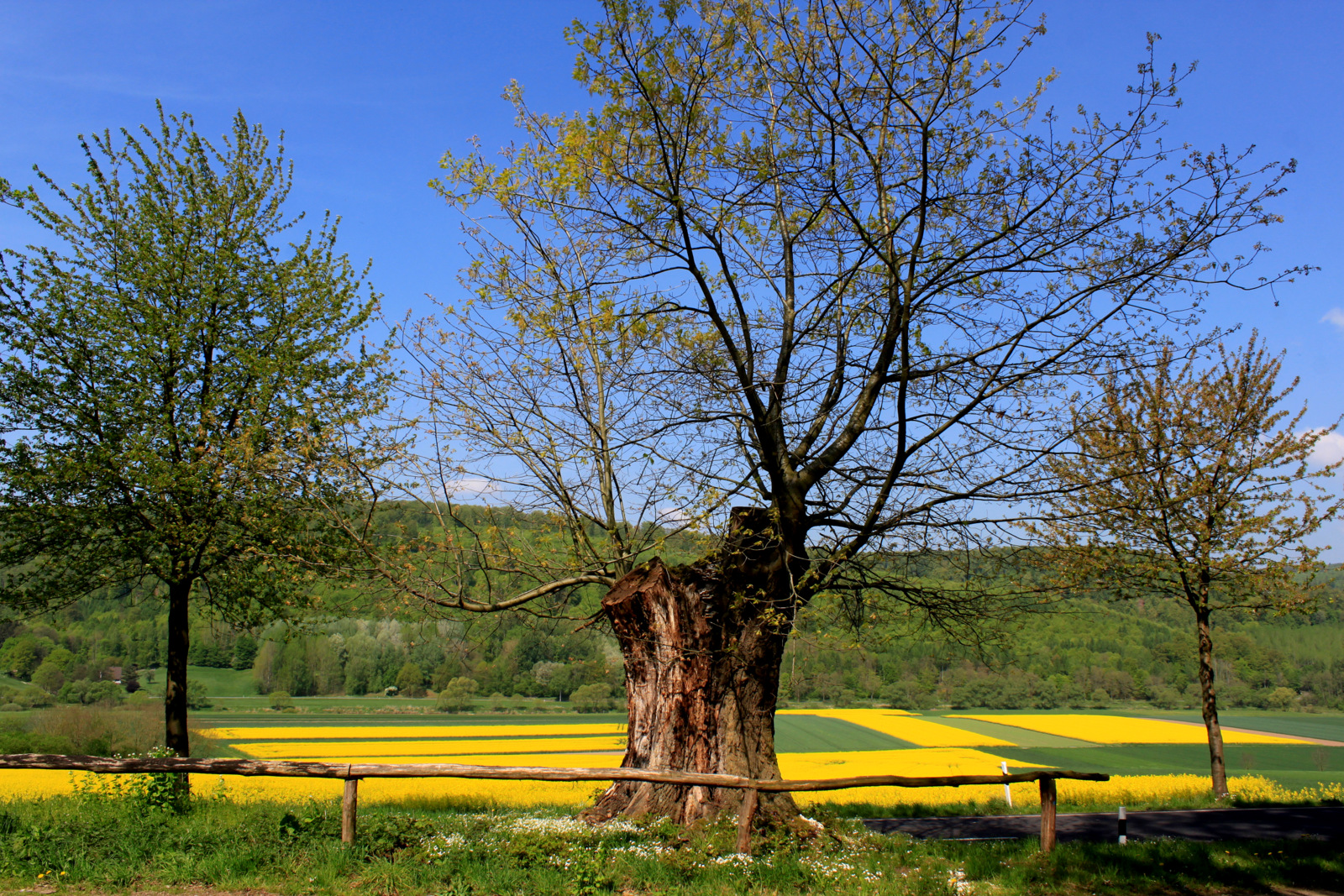 -Der alte Baum... und die blühenden Rapsfelder-