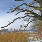 Der alte Baum und die Rettungsleiter