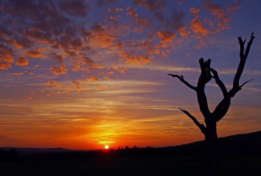 der alte Baum und die Sonne