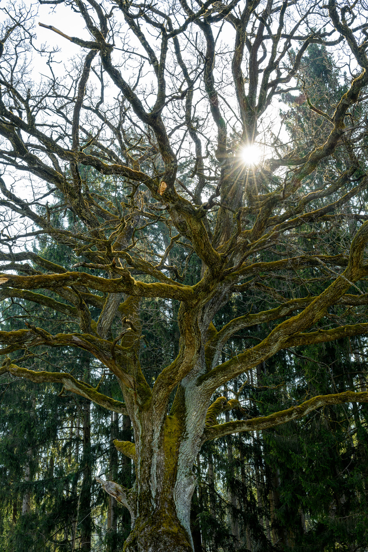 Der alte Baum und die Sonne