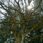 Der alte Baum und die Sonne