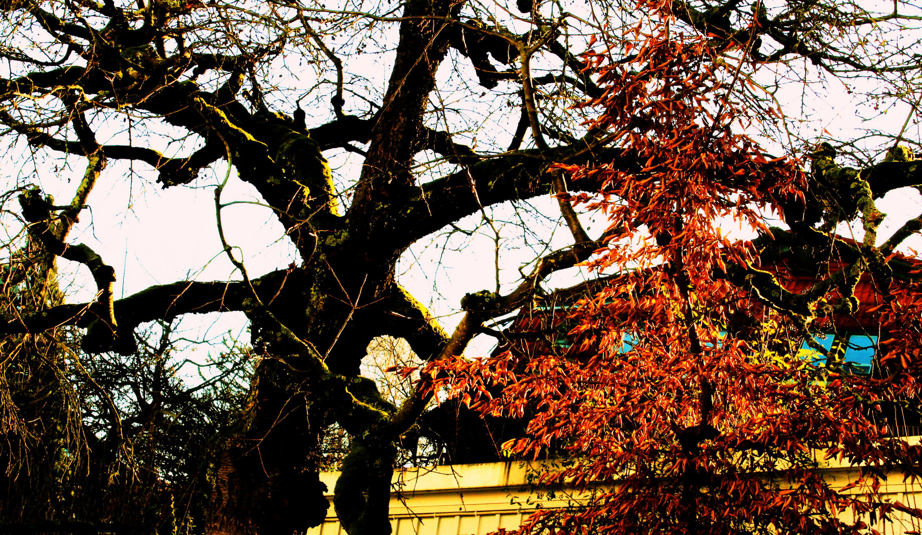 der alte Baum verbeugt sich