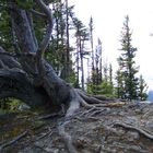 Der alte Baum vom Sulphur Mountain
