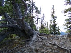 Der alte Baum vom Sulphur Mountain