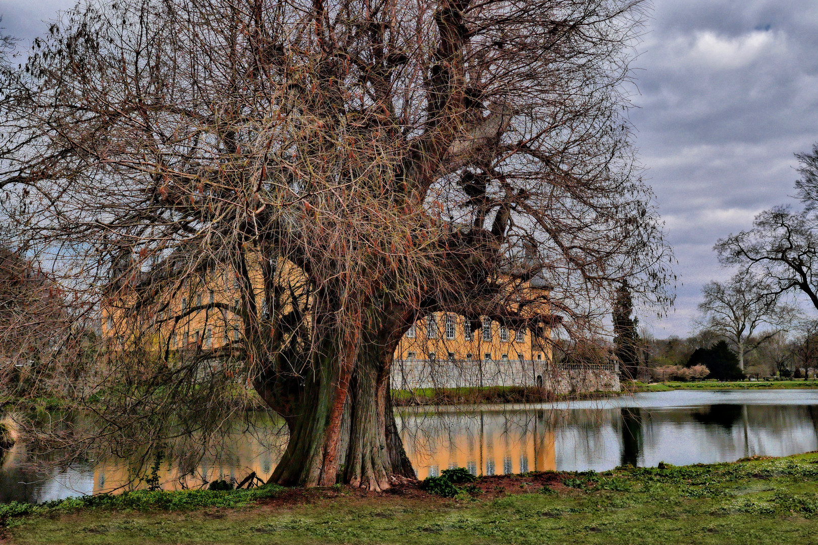 Der alte Baum vor dem Schloß 