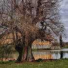 Der alte Baum vor dem Schloß 