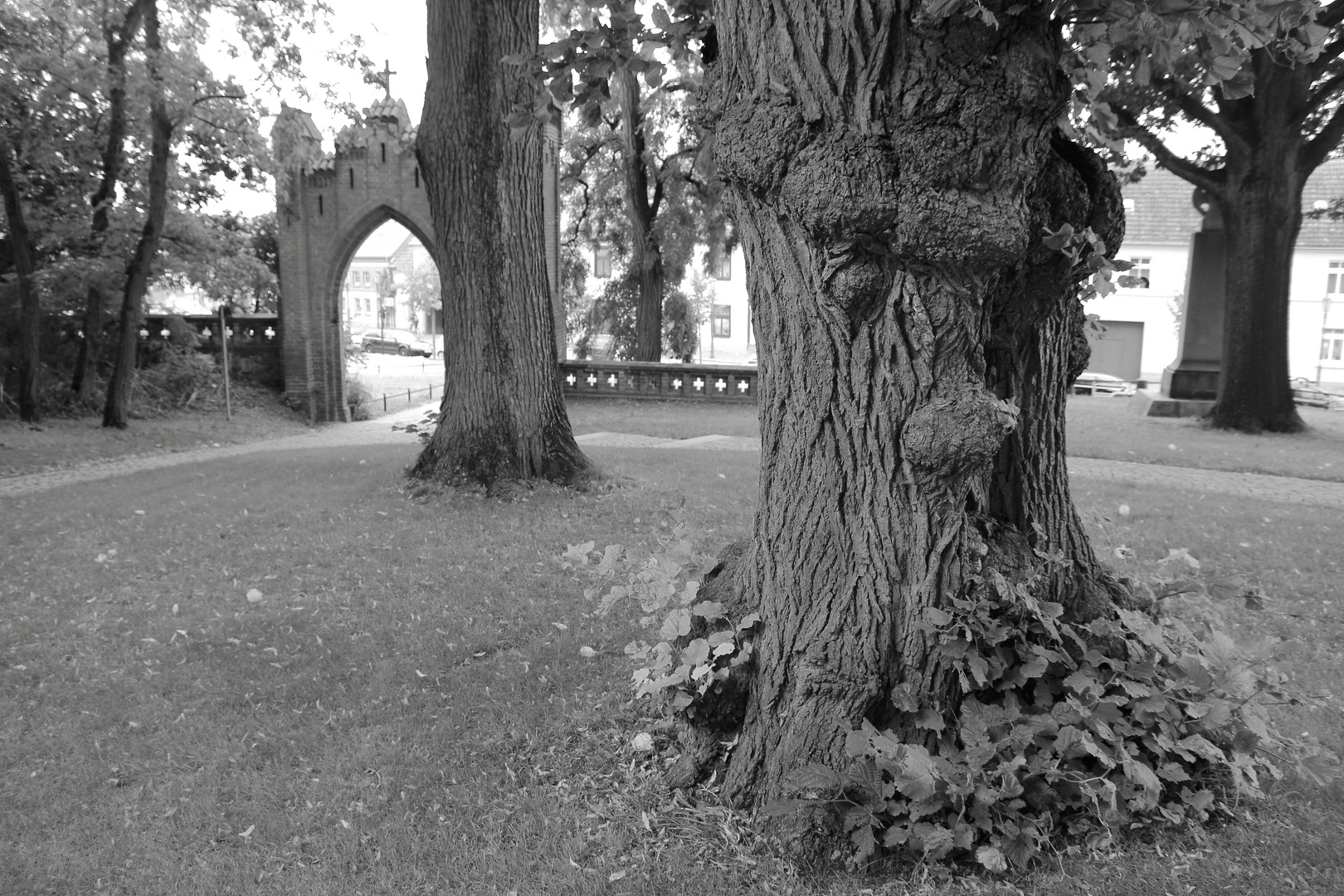 Der alte Baumbart in Röbel