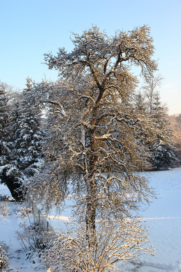 Der alte Birnbaum