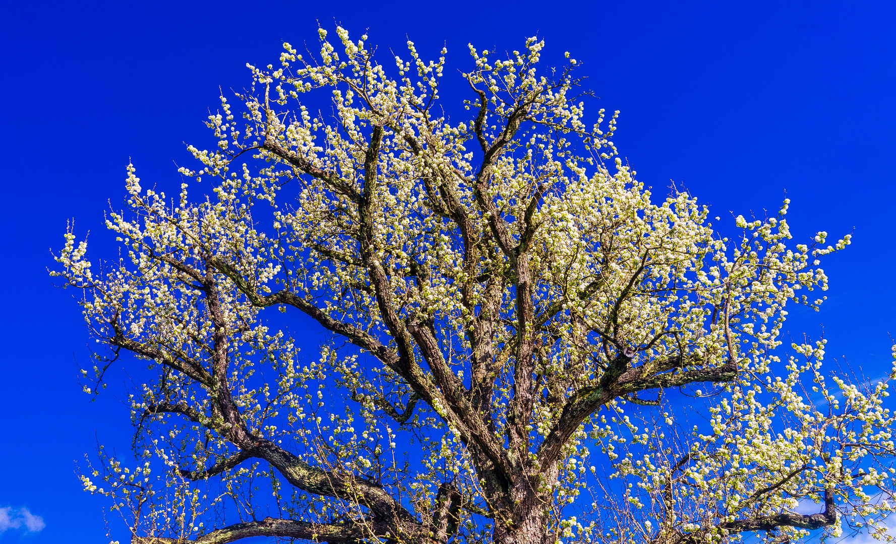 Der alte Birnbaum Foto & Bild pflanzen, pilze & flechten, bäume