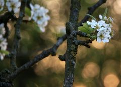 Der alte Birnbaum ...