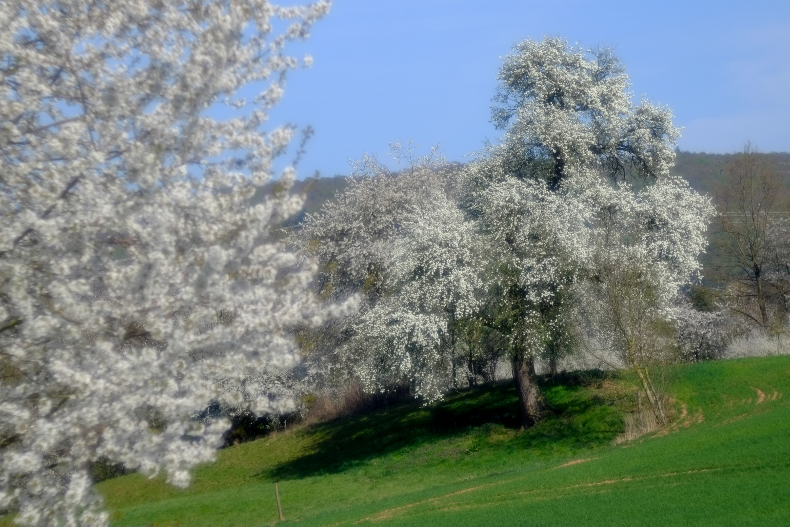 Der alte Birnbaum ....