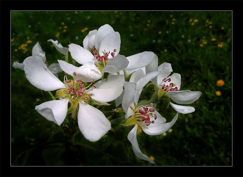 Der alte Birnbaum