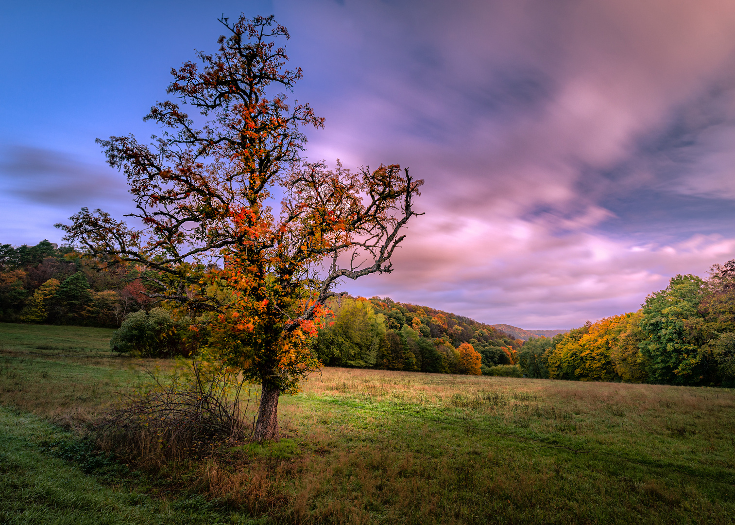 Der Alte Birnenbaum