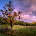 Der Alte Birnenbaum