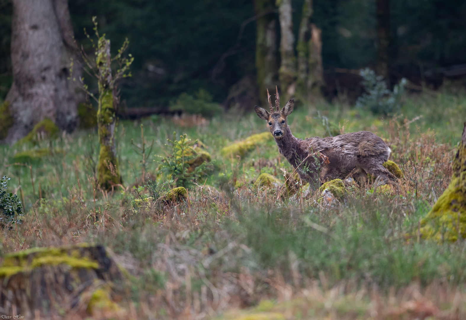 Der Alte Bock..