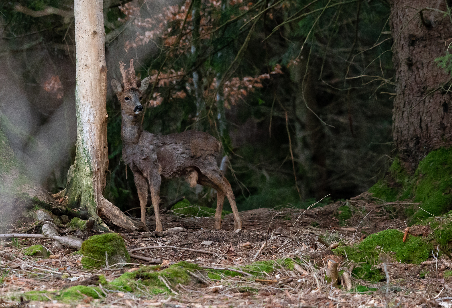 Der alte Bock....