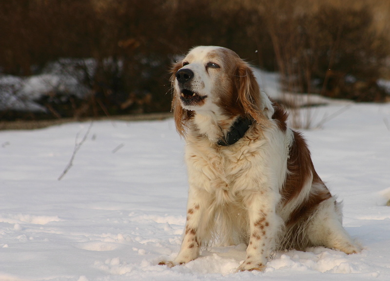 Der alte Charly