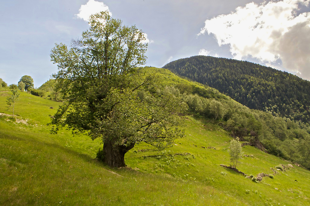 Der alte Edelkastanienbaum auf der Alpe