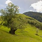 Der alte Edelkastanienbaum auf der Alpe