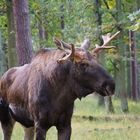 Der alte Elch in der Alten Fasanerie