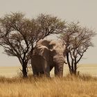 Der alte Elefantenbulle 