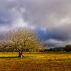 Der alte Feigenbaum