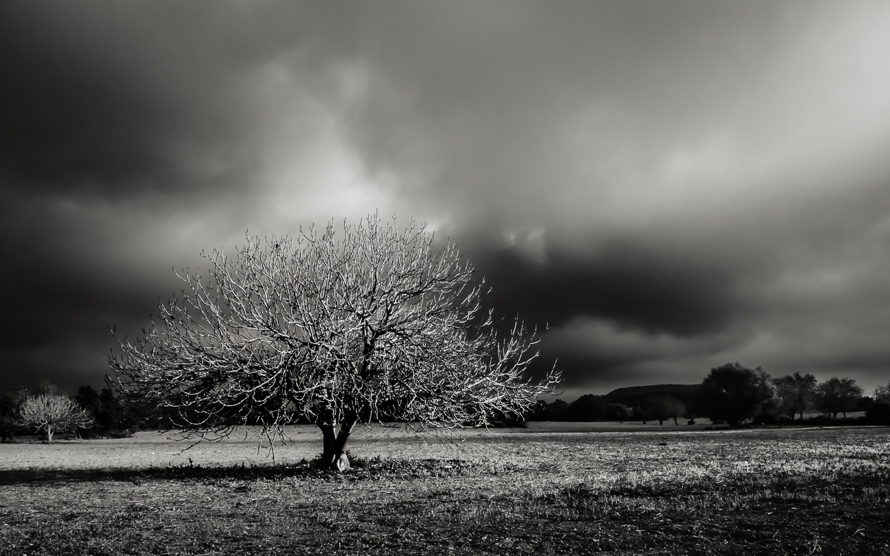 der alte Feigenbaum sw