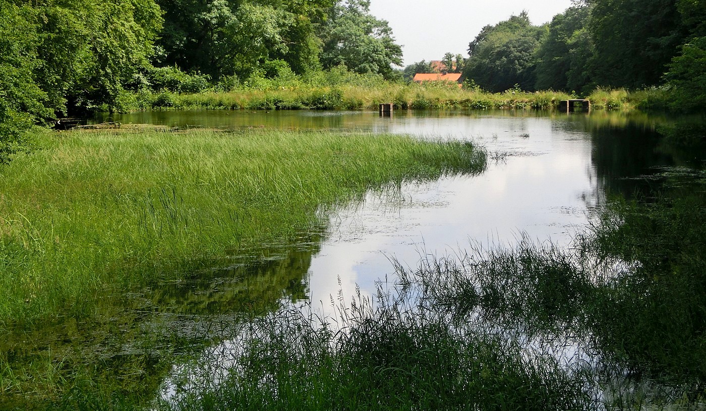 Der alte Fisch-Teich