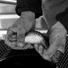 Der alte Fischer im Spreewald