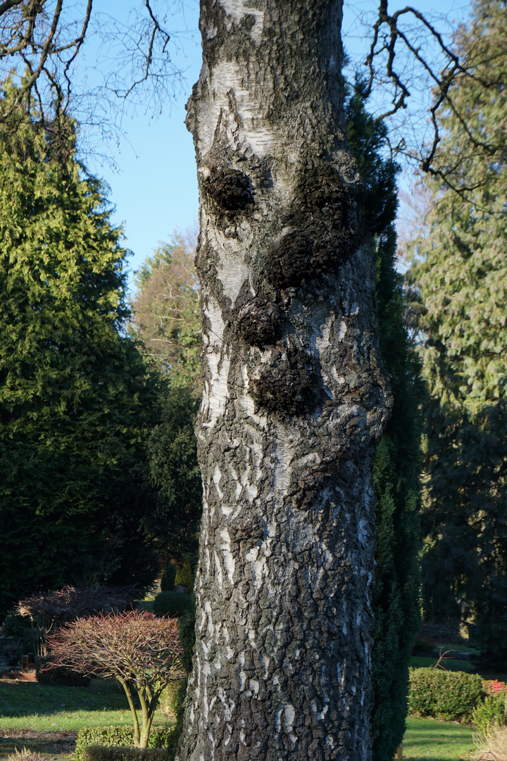 Der alte Förster im Wald