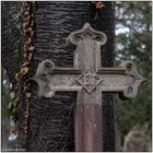 Der alte Friedhof in Freiburg 13